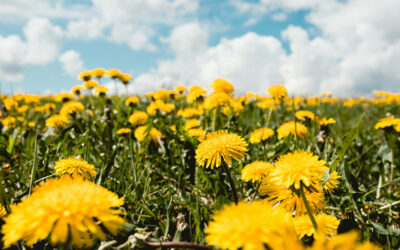 Dandelions and Sticker Bushes: Managing Blood Sugar Levels in the Weeds